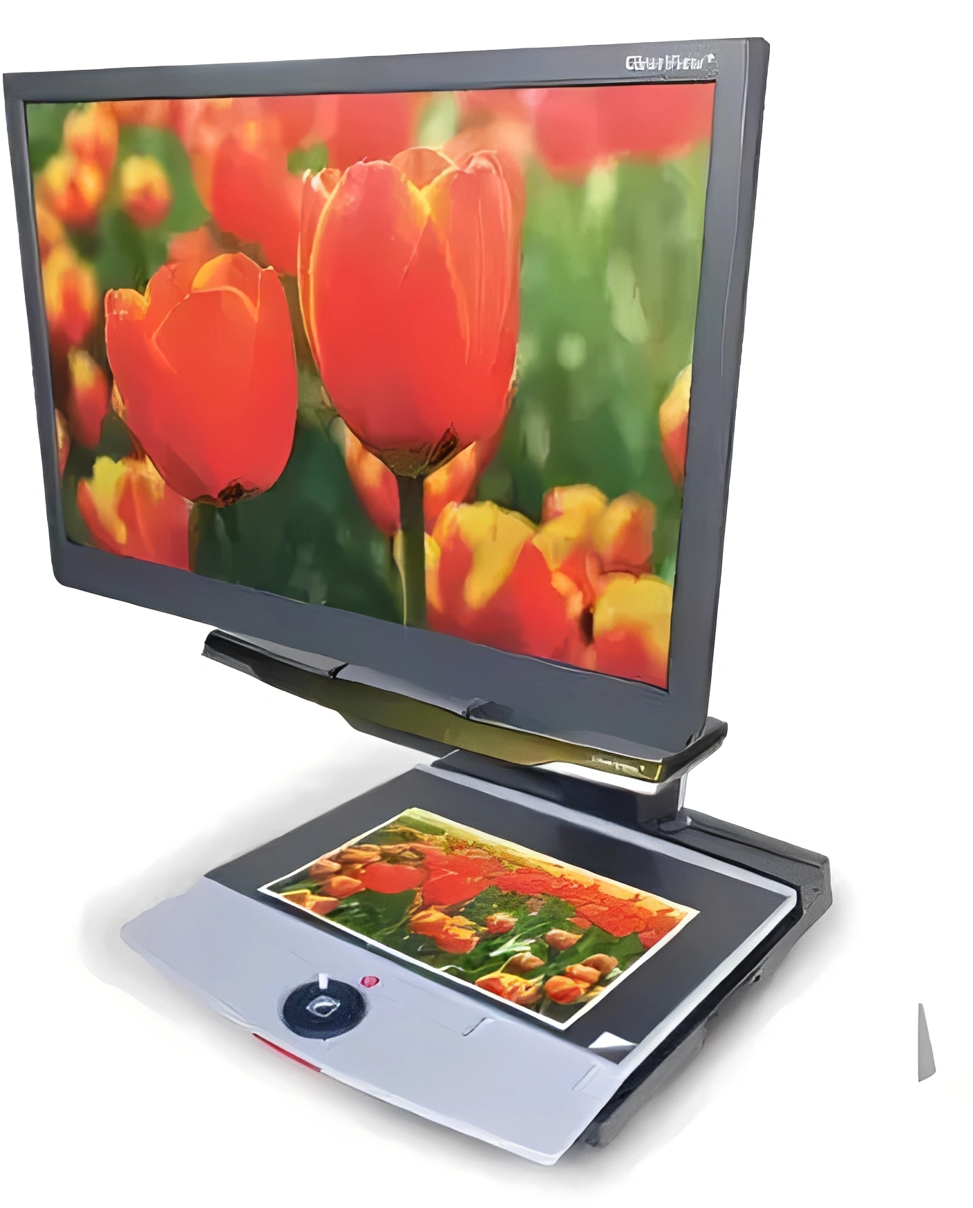 Electronic magnifier displaying vibrant red tulips.